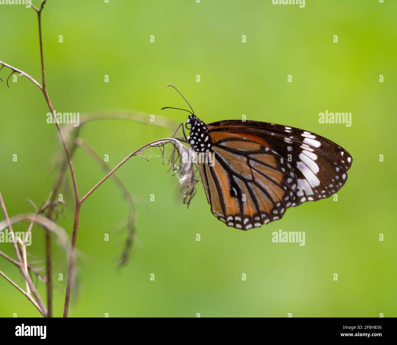 Una farfalla della tigre comune (Danaus genutia) che riposa sul ramo di una pianta morta nel giardino di Mangalore a Karnataka, India. Foto Stock