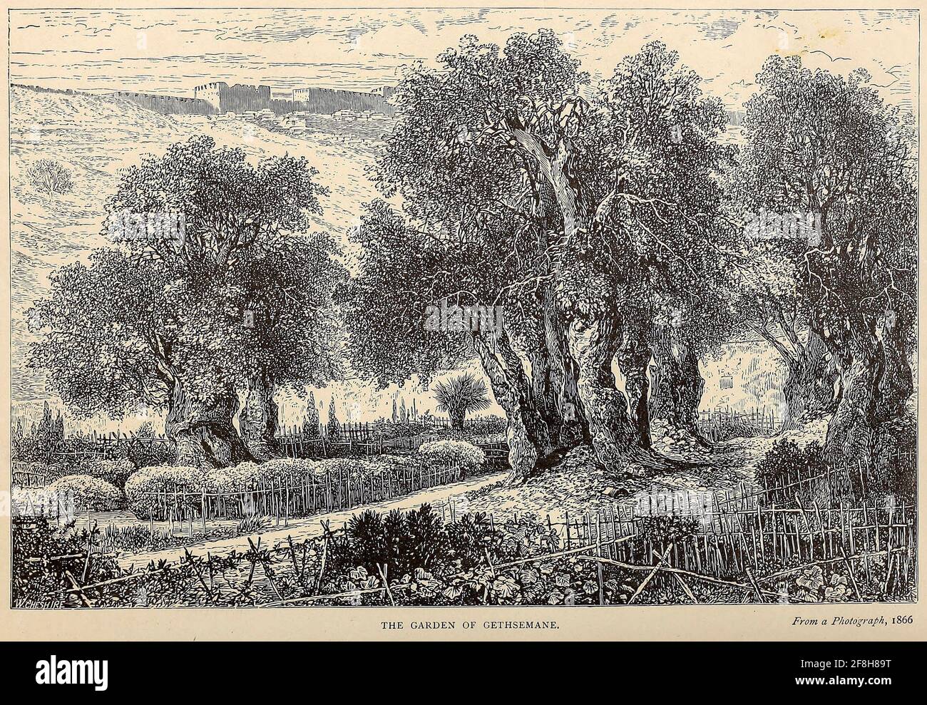 Olivi nel Giardino del Getsemani, Gerusalemme dal libro 'quei campi sacri : Palestina, illustrato da penna e matita' di Manning, Samuel, 1822-1881; Società religiosa del Tract (Gran Bretagna) pubblicato nel 1874 Foto Stock