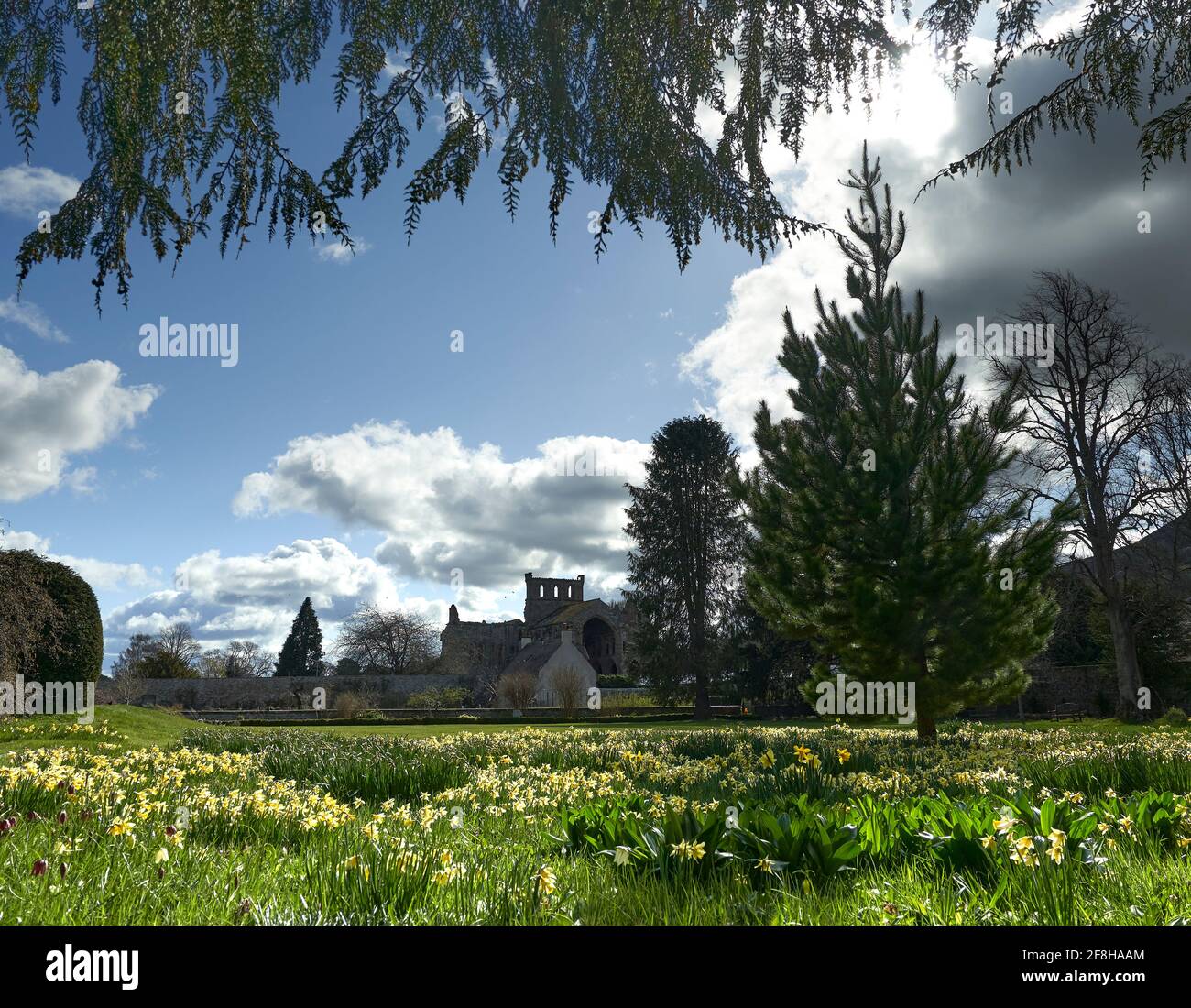 Harmony House Gardens a Melrose con Daffodils e testa di serpente fritillary in piena fioritura in una giornata di sole primavera. Foto Stock