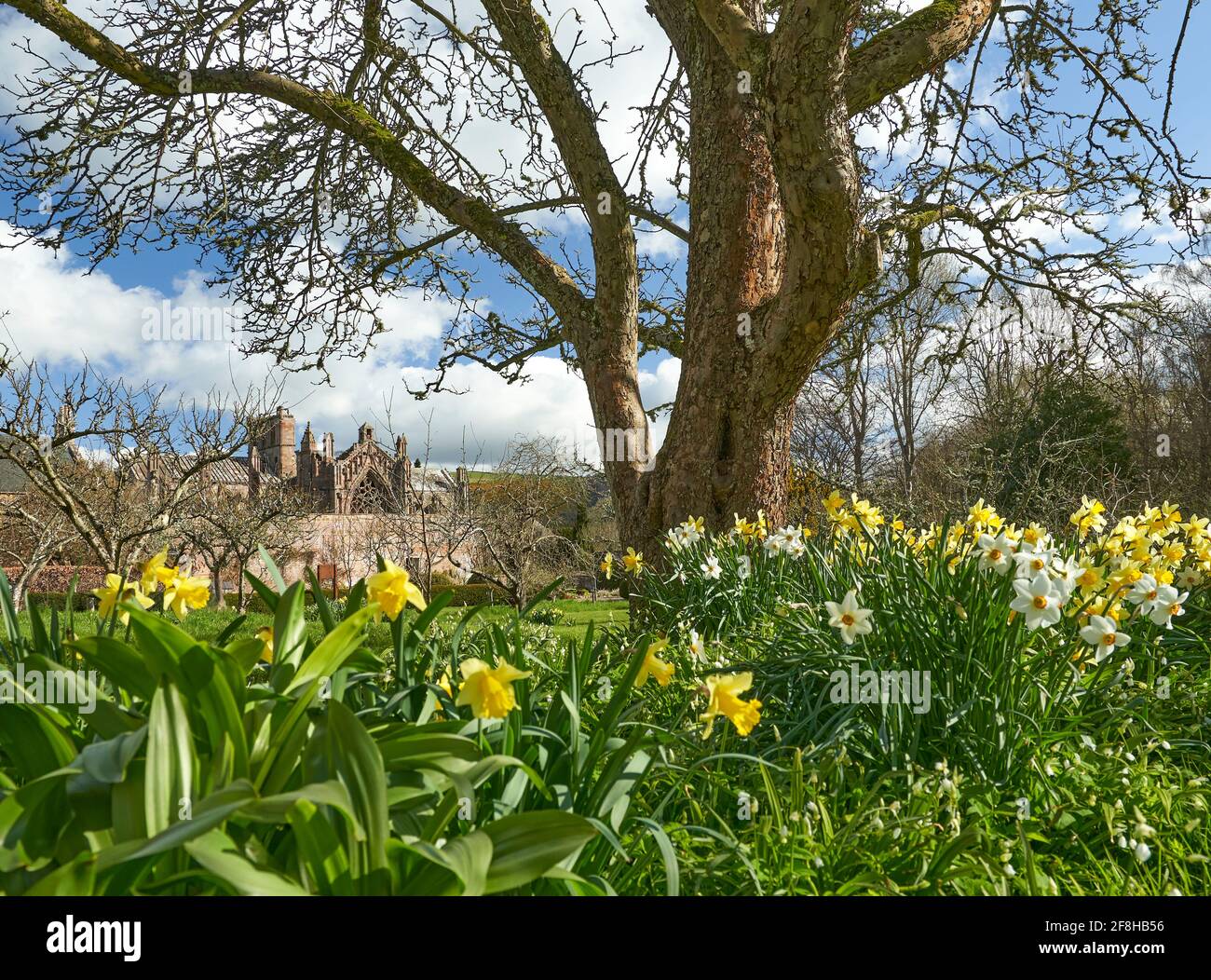 Priorwood Gardens a Melrose in primavera con Daffodils e Melrose Abbey sullo sfondo. Foto Stock