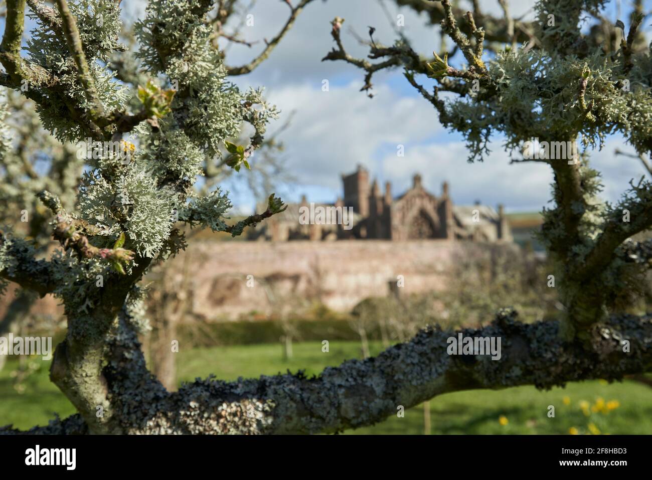 Priorwood Gardens a Melrose in primavera con Daffodils e Melrose Abbey sullo sfondo. Foto Stock