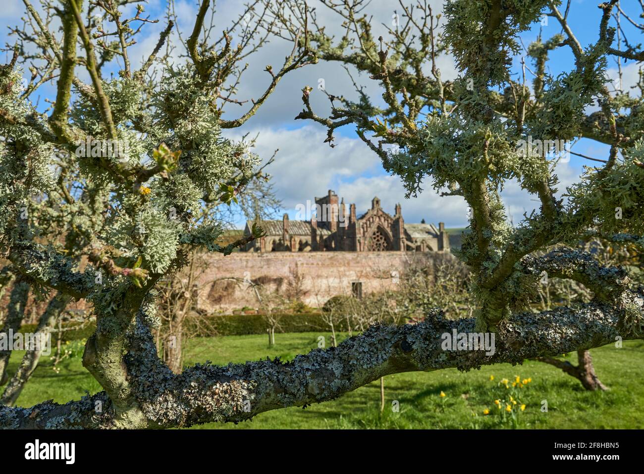 Priorwood Gardens a Melrose in primavera con Daffodils e Melrose Abbey sullo sfondo. Foto Stock