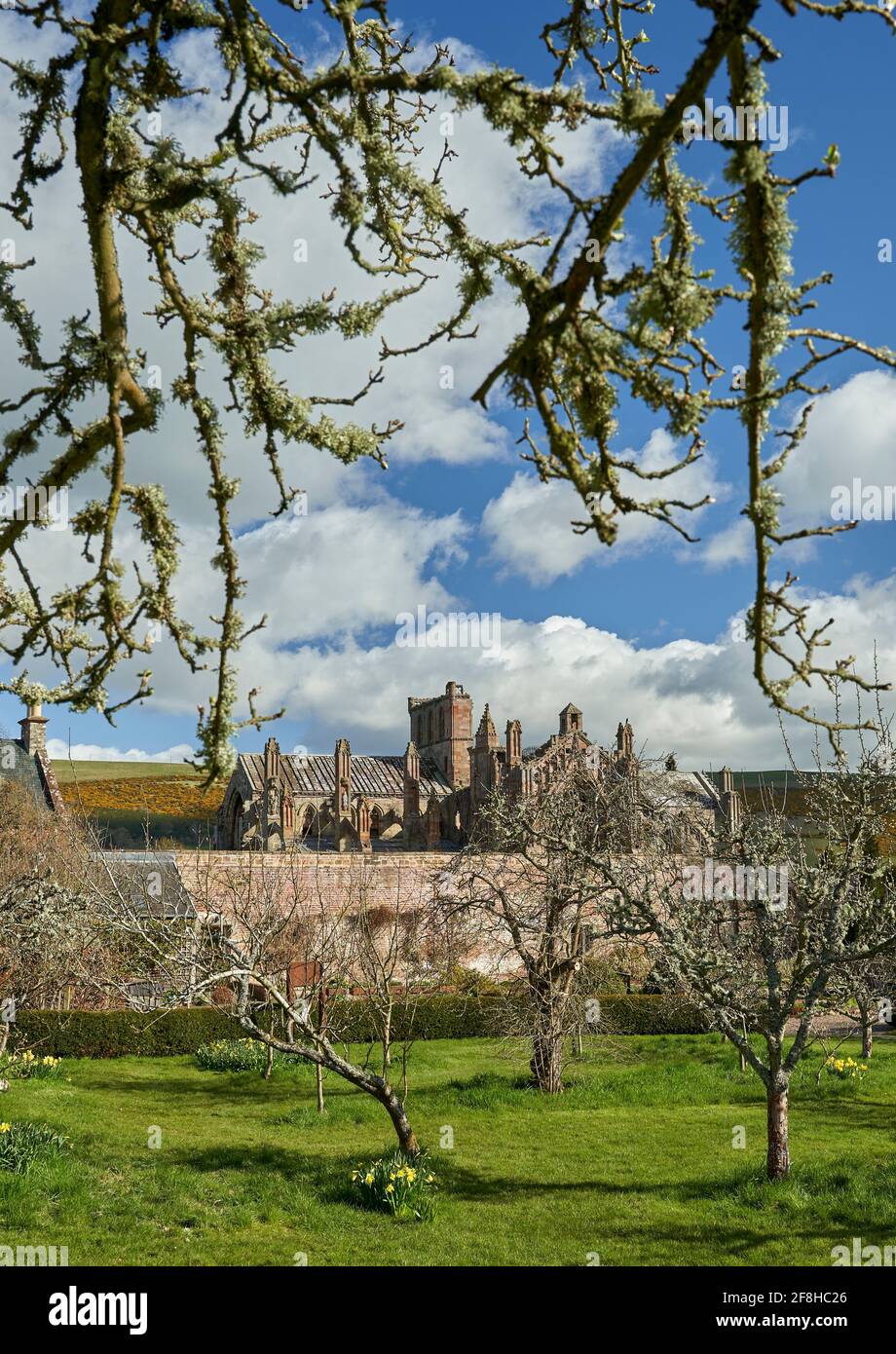 Priorwood Gardens a Melrose in primavera con Daffodils e Melrose Abbey sullo sfondo. Foto Stock