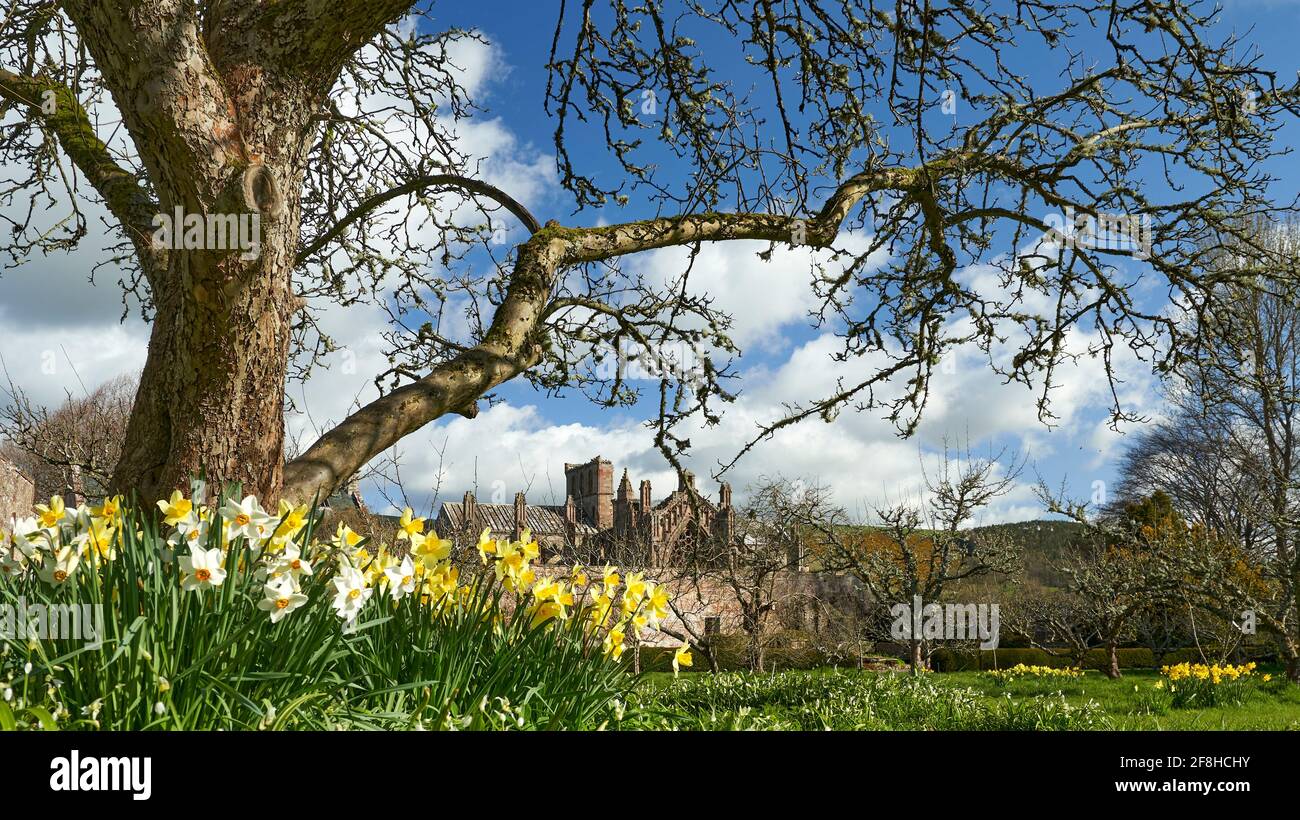 Priorwood Gardens a Melrose in primavera con Daffodils e Melrose Abbey sullo sfondo. Foto Stock