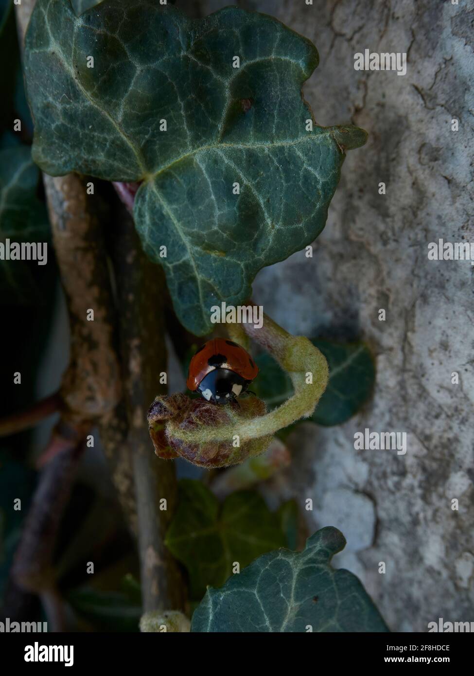 Un ladybird adulto esplora il sottobosco di edera di un giardino residenziale, la conchiglia rossa luminosa che si erge in piacevole contrasto con il verde ricco. Foto Stock