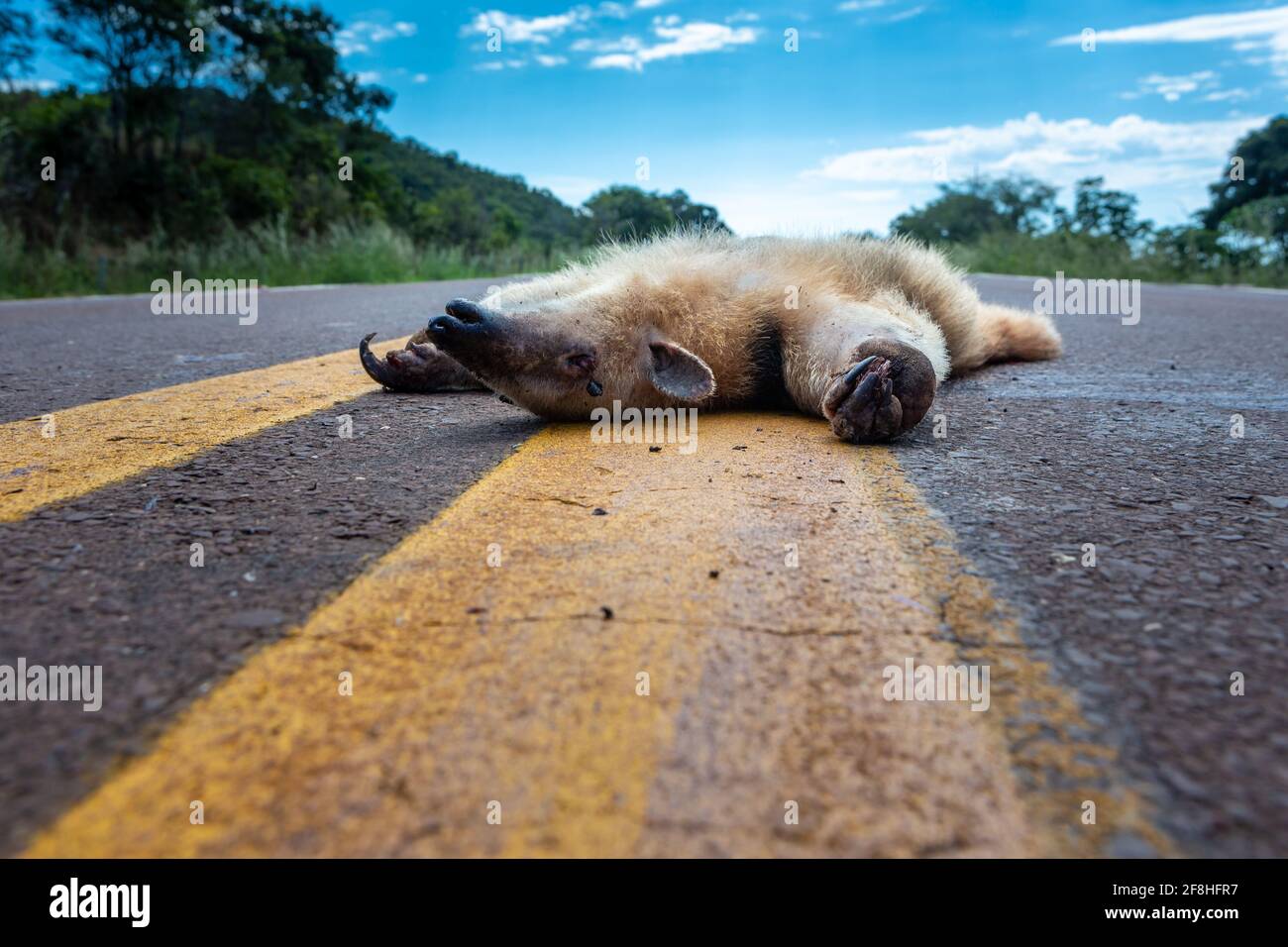 Anteater morto, Tamandua tetradactyla, percorso colpito in auto sulla strada asfaltata in giornata di sole. Animali selvatici uccidono la strada su Amazon, Brasile. Ambiente. Foto Stock