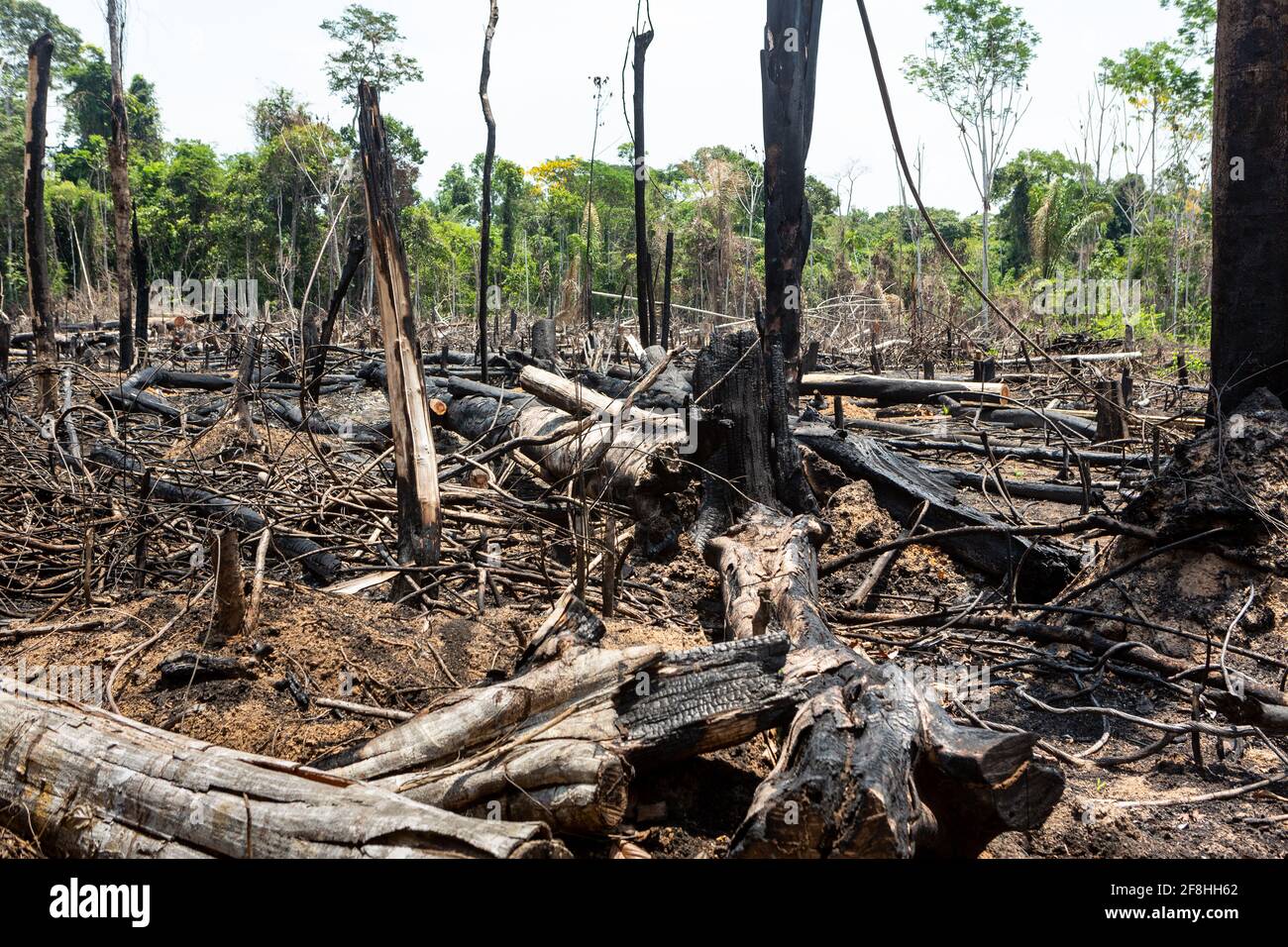 Foresta amazzonica disboscamento illegale vista di alberi tagliati, bruciare, fuoco crimine. Foto Stock