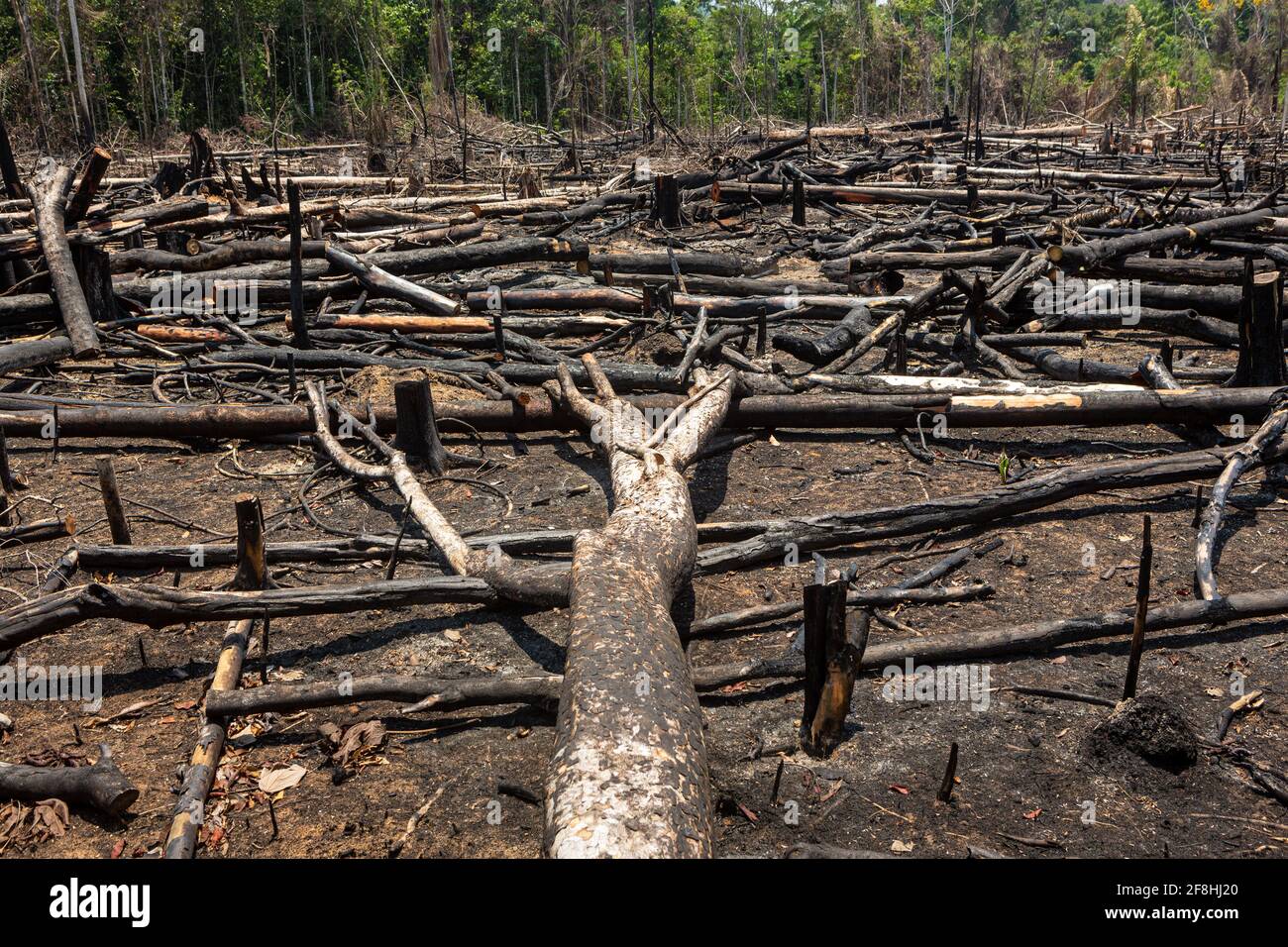 Foresta amazzonica disboscamento illegale vista di alberi tagliati, bruciare, fuoco crimine. Foto Stock