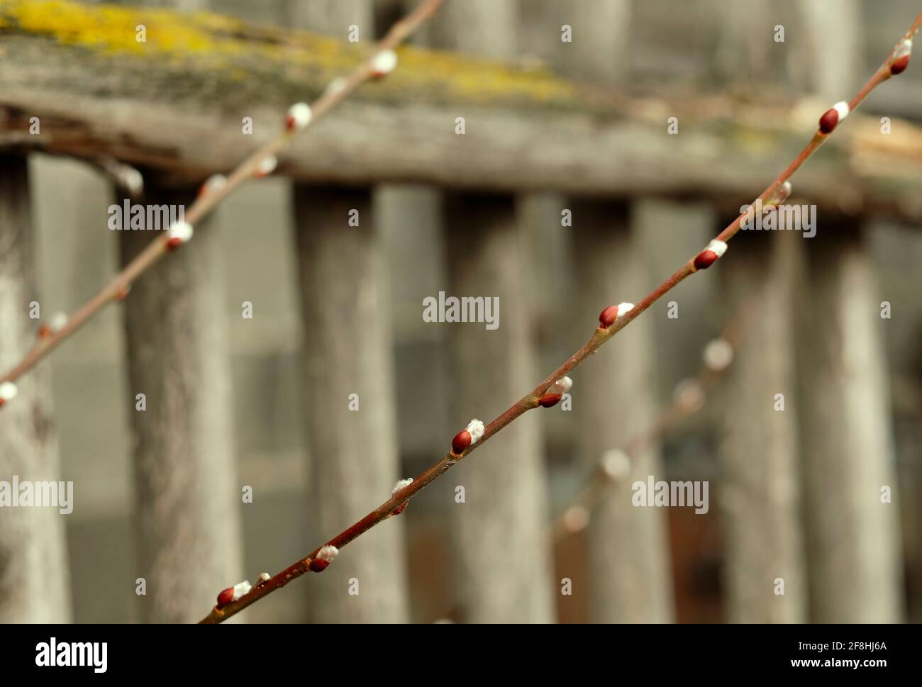 Primavera precoce, ritmo visivo da rami con gemme gonfie da vicino. Sfondo naturale in tonalità marrone beige con sfocatura della schiena Foto Stock