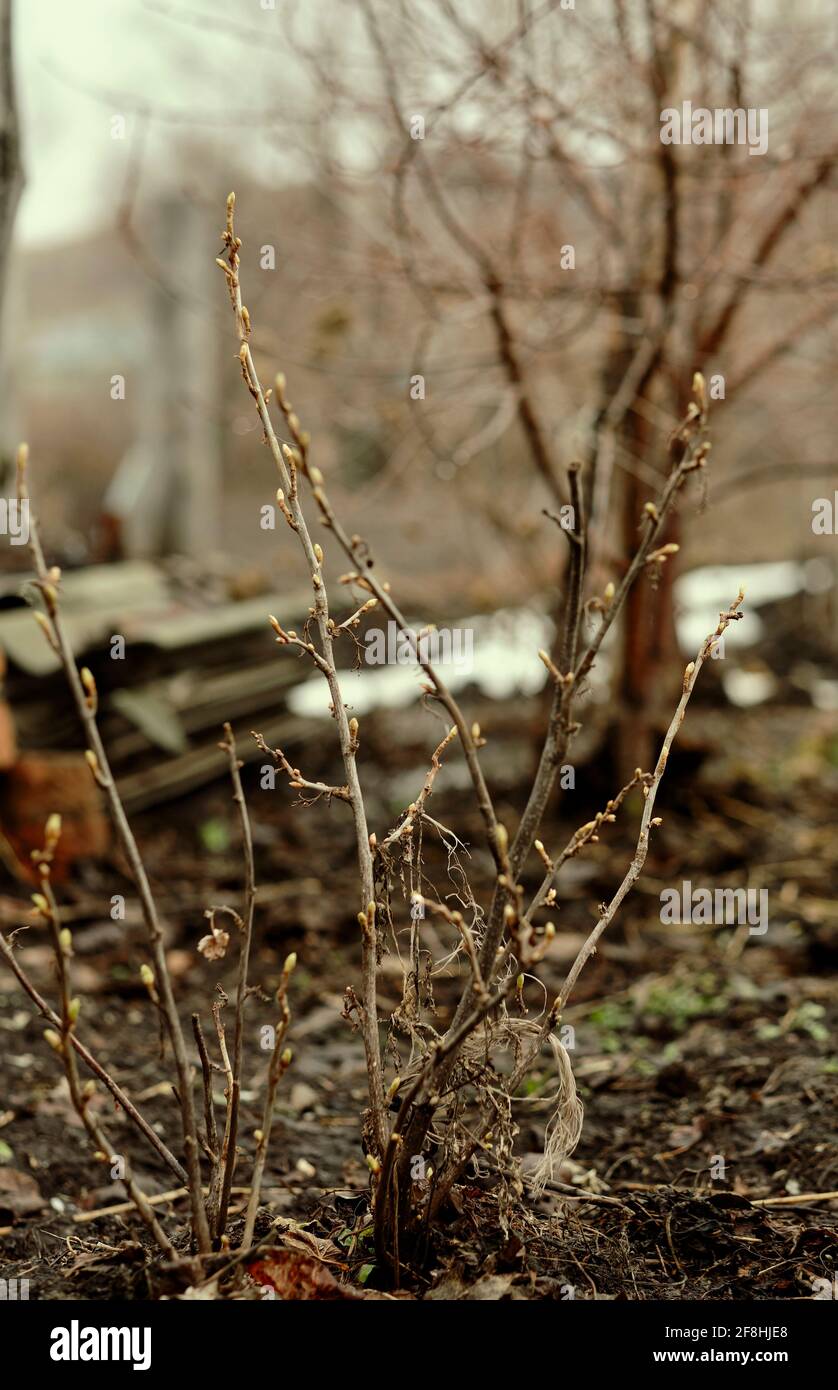 Primavera precoce, ritmo visivo da rami con gemme gonfie da vicino. Sfondo naturale in tonalità marrone beige con sfocatura della schiena Foto Stock