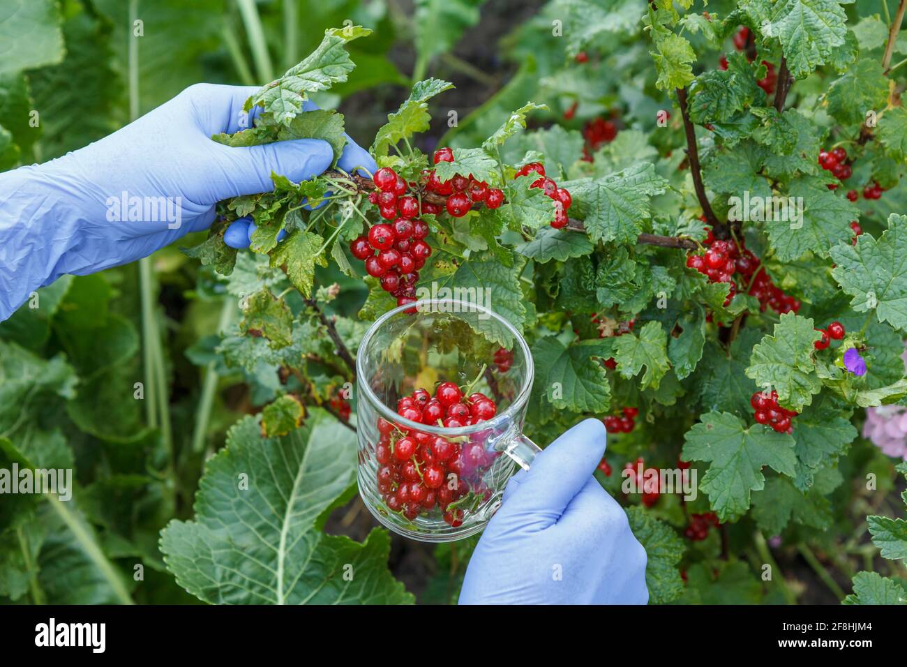 Donna in guanti in nitrile sta raccogliendo ribes rosso in giardino in una giornata estiva. Foto Stock