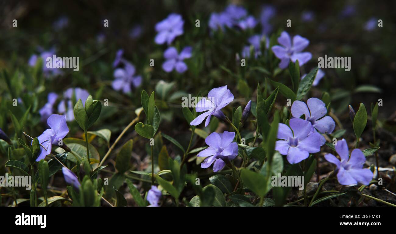 Piccoli fiori lilla su steli corti crescono nel giardino. Pianta decorativa esterna per aiuole di fiori. Giardinaggio e cura di piante e fiori domestici. Foto Stock