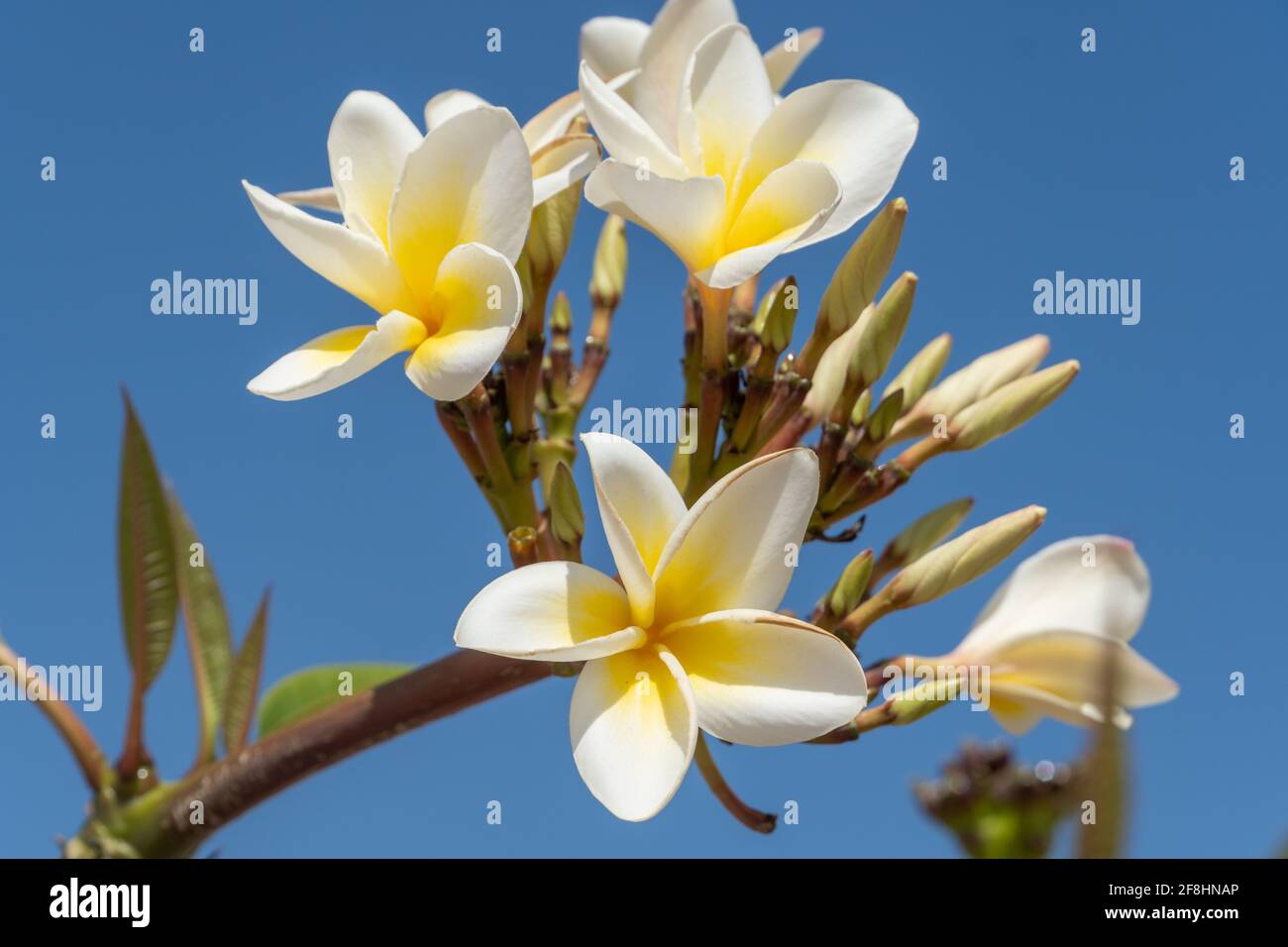 Bellissimi fiori bianchi e gialli (Plumeria) o Frangipani su cielo azzurro. Foto Stock