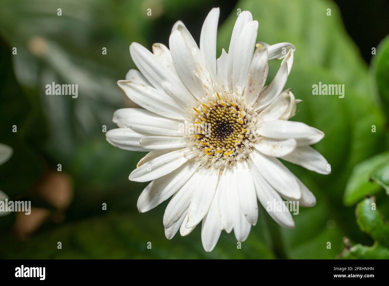 Un daisy comune (Bellis perennis) primo piano al sole. Chiamato anche daisy prato o margherita inglese o bruisewort. Foto Stock