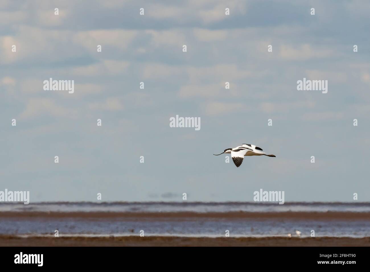 Avocet, Recurvirostra avosetta, sorvolando il Wash a Snettisham. Foto Stock