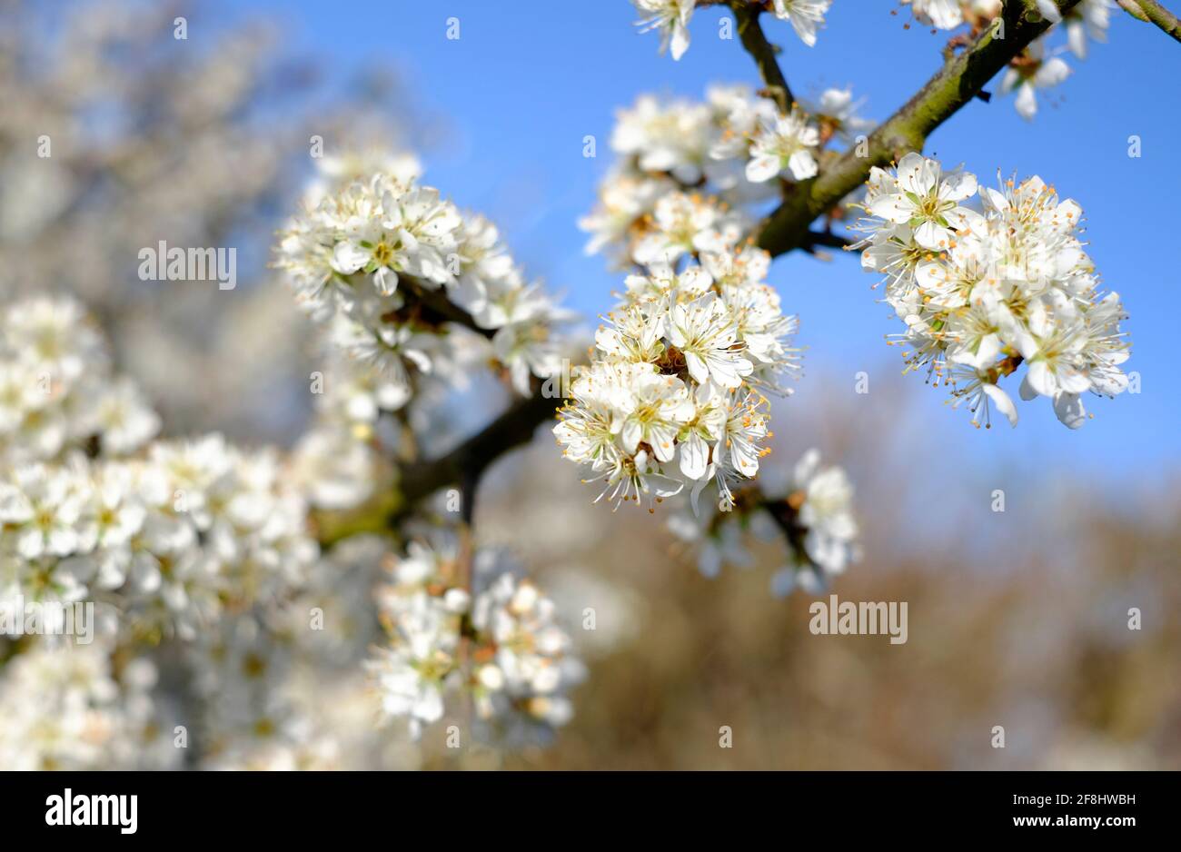 fiore bianco su biancospino cespuglio, norfolk, inghilterra Foto Stock