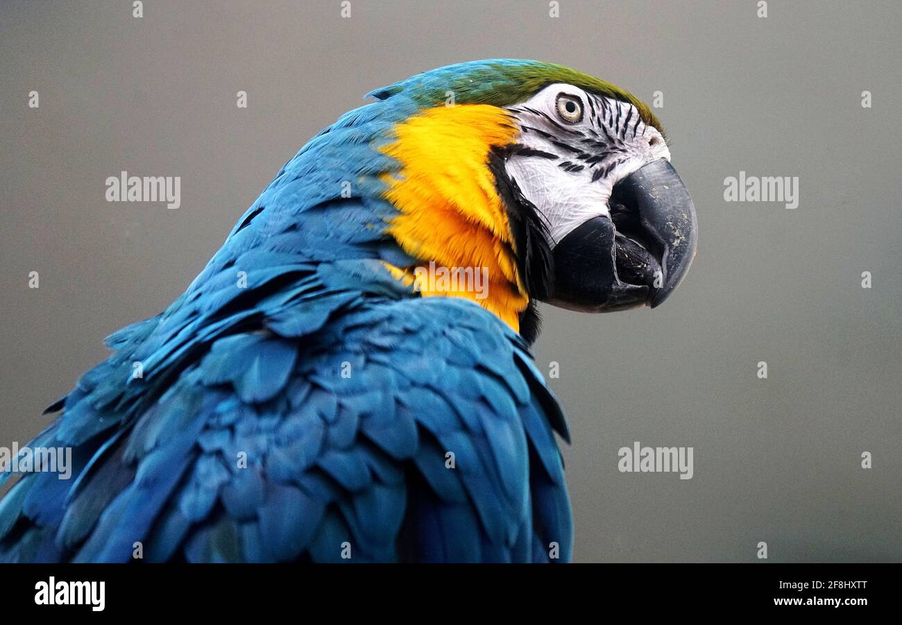 Granby,Quebec,Canada,April 5,2021.colorful pappagallo nel suo recinto al Granby zoo.Granby,Quebec,Canada.Credit:Mario Beauregard/Alamy News Foto Stock