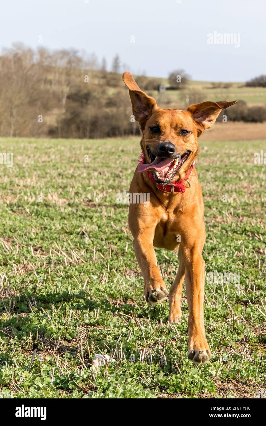 Bella femmina cane rhodesian ridgeback cane cucciolo hound all'aperto su un prato. Rhodesian Ridgeback cane che corre attraverso un pascolo primaverile. Foto Stock