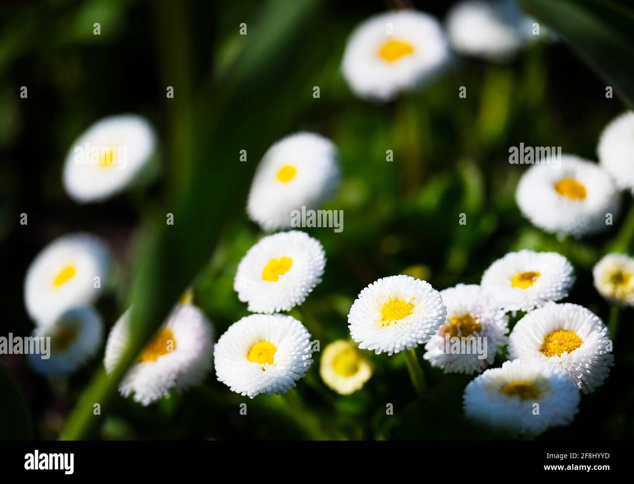 Daisies a Queens Park, Crewe, Cheshire Foto Stock
