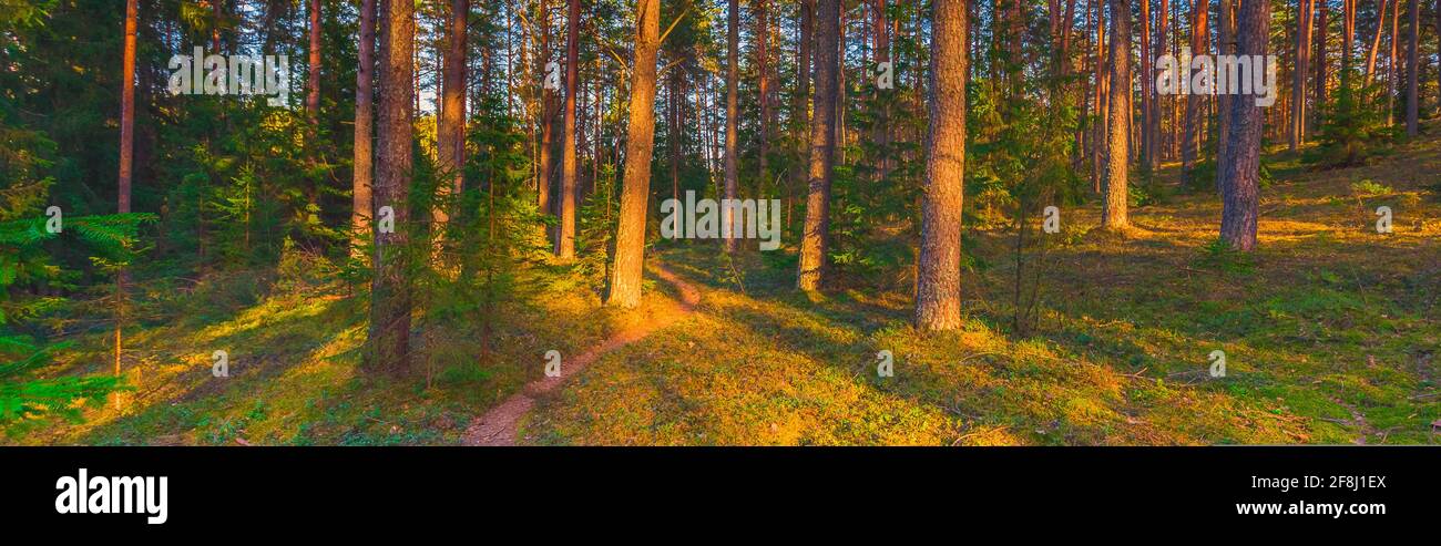 Boschi di alberi forestali retroilluminati da golden la luce del sole prima del tramonto con raggi di sole versando attraverso gli alberi sul suolo della foresta illuminare i rami degli alberi Foto Stock