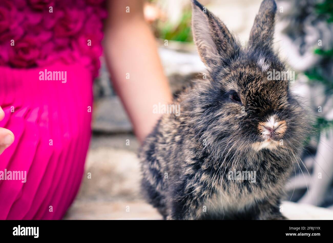adorabile piccolo animale domestico di coniglio Foto Stock