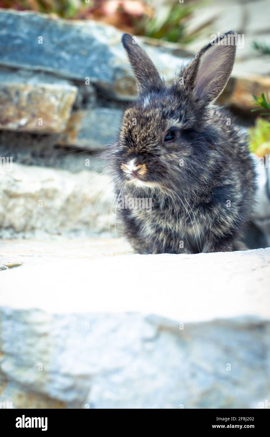 adorabile piccolo animale domestico di coniglio Foto Stock