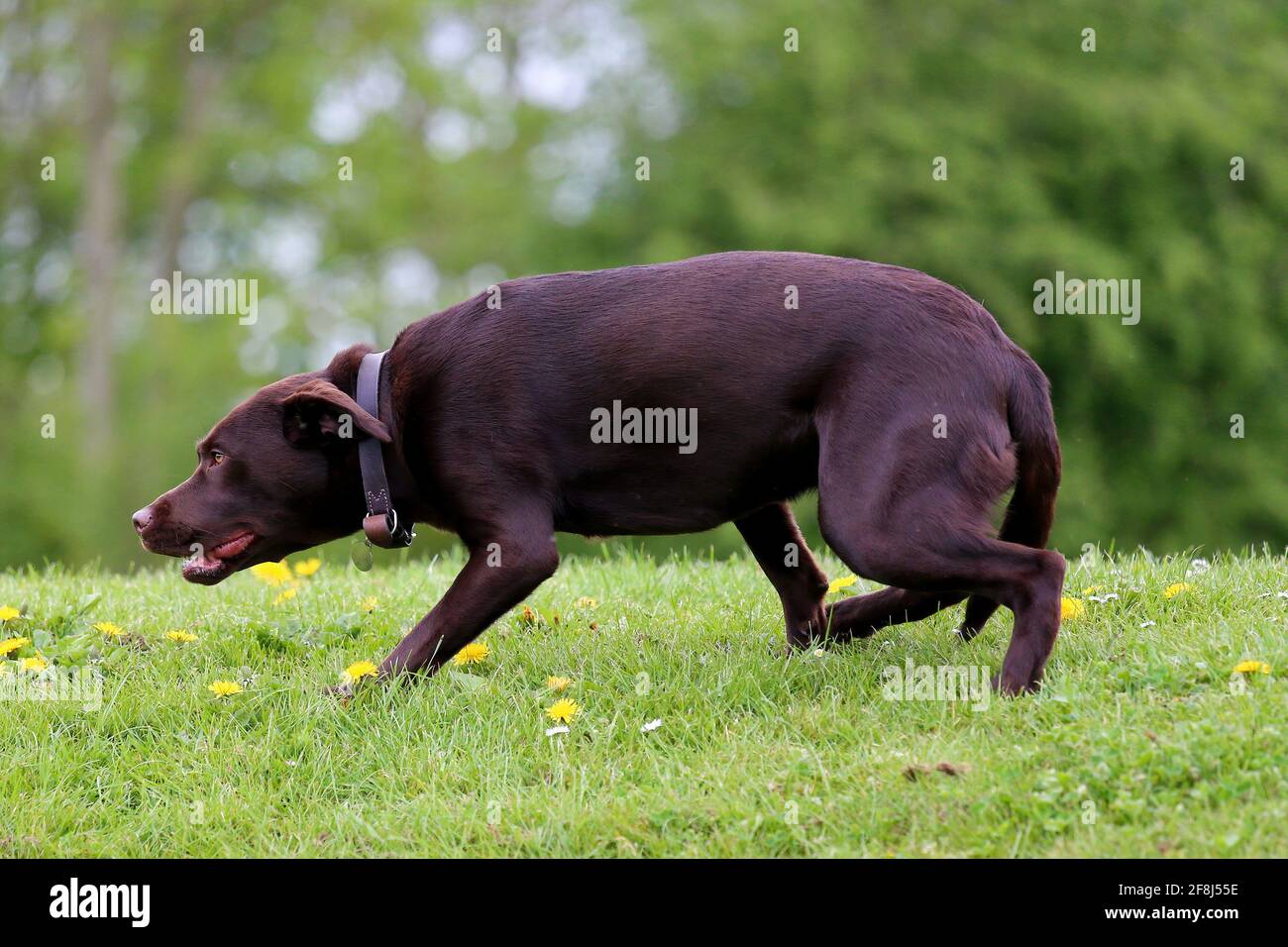 Cane in posa sottomissiva Foto Stock