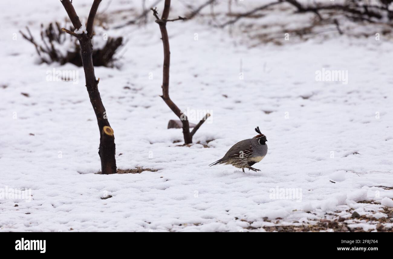 Cold GAMbell's Quail attraversa l'inusuale deserto del sud-ovest, neve primaverile a Tucson, Arizona. La data è il 13 marzo 2021. Foto Stock