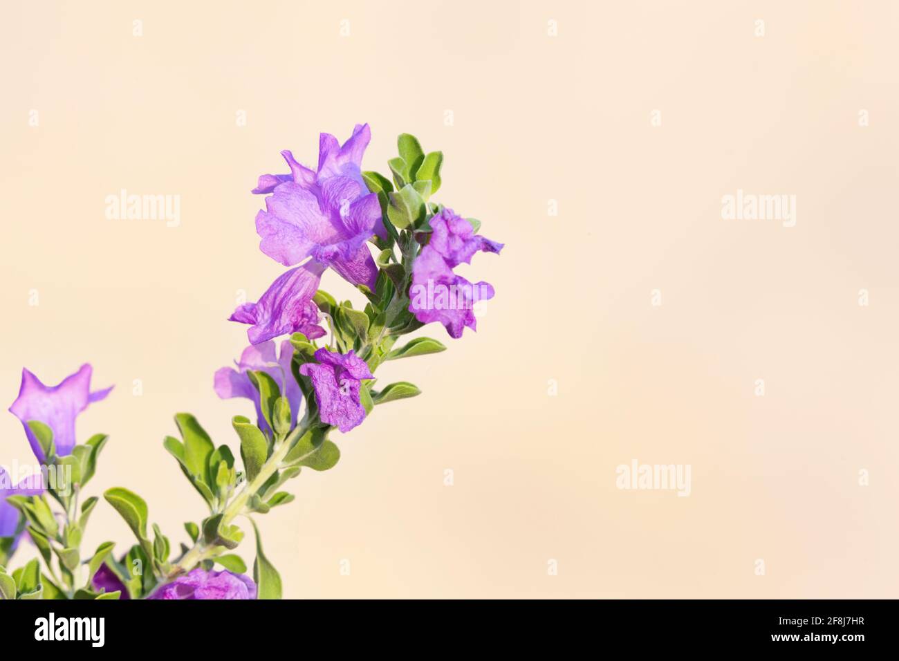 Porpora Sage Bush, noto anche come Barometro Bush, fiori dopo la pioggia estiva a Tucson, Arizona, in primo piano orizzontale con spazio di copia su stucco beige Foto Stock