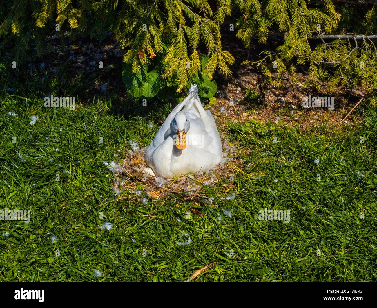 Primo piano di un'oca seduta su un nido, Italia Foto Stock