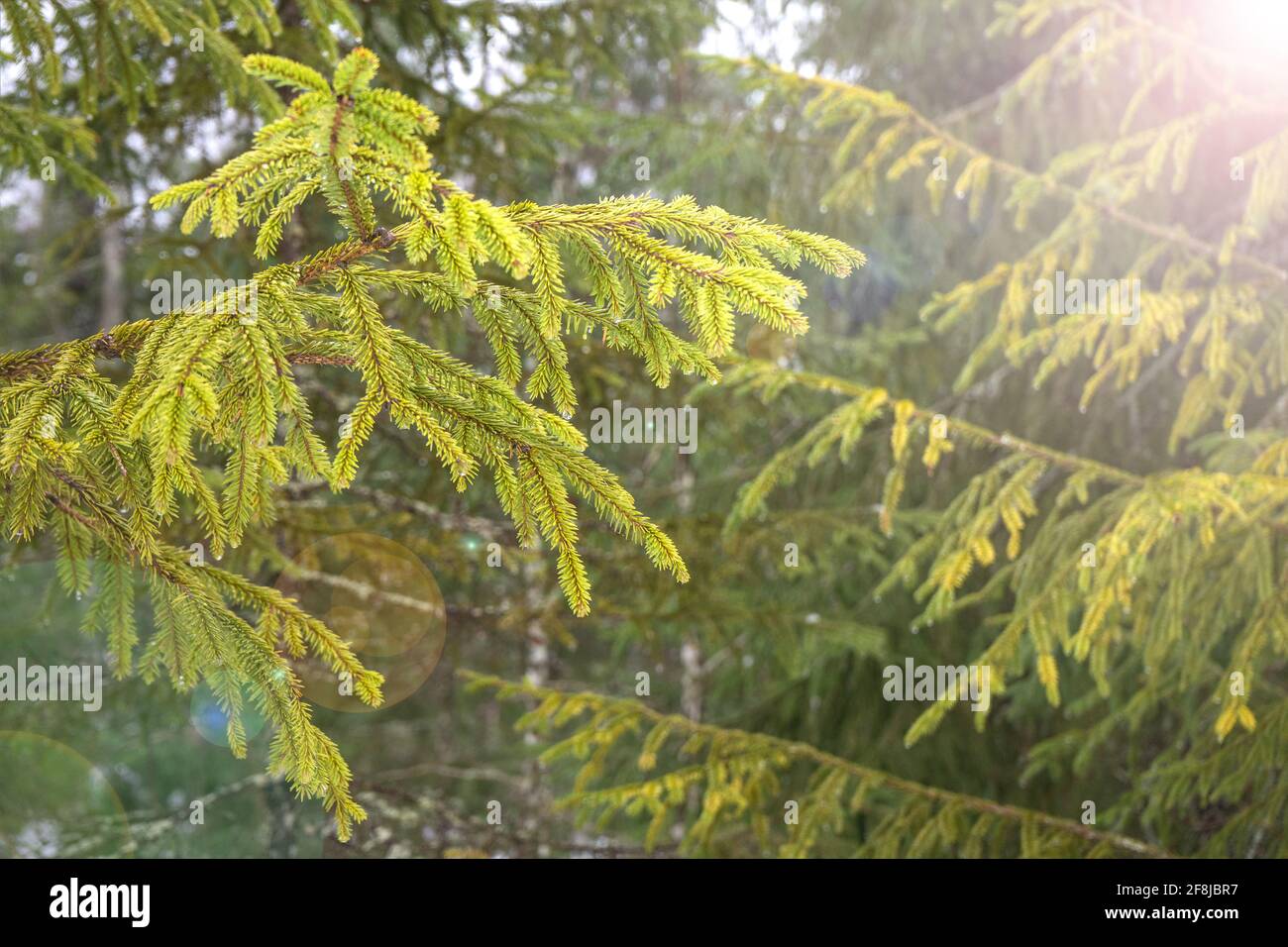 Giornata di primavera luminosa e soleggiata nella foresta di abeti. Rami di pino alla luce del sole. Foresta di Natale. Foto Stock