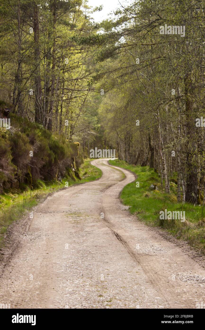 Una strada a una pista che si snoda attraverso la foresta di Caledonian a Glen Affric, Scozia Foto Stock