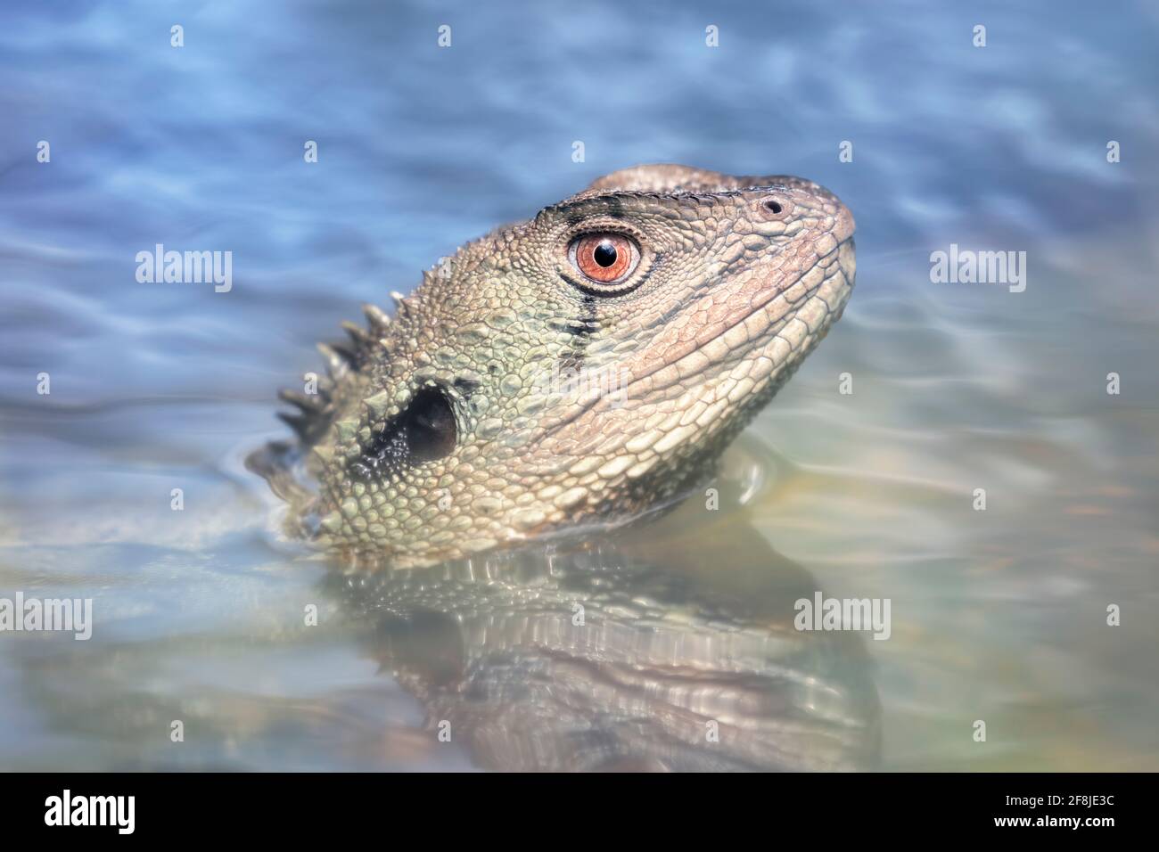 Ritratto di un drago d'acqua selvatico di Gippsland parzialmente sommerso in un fiume, Australia Foto Stock