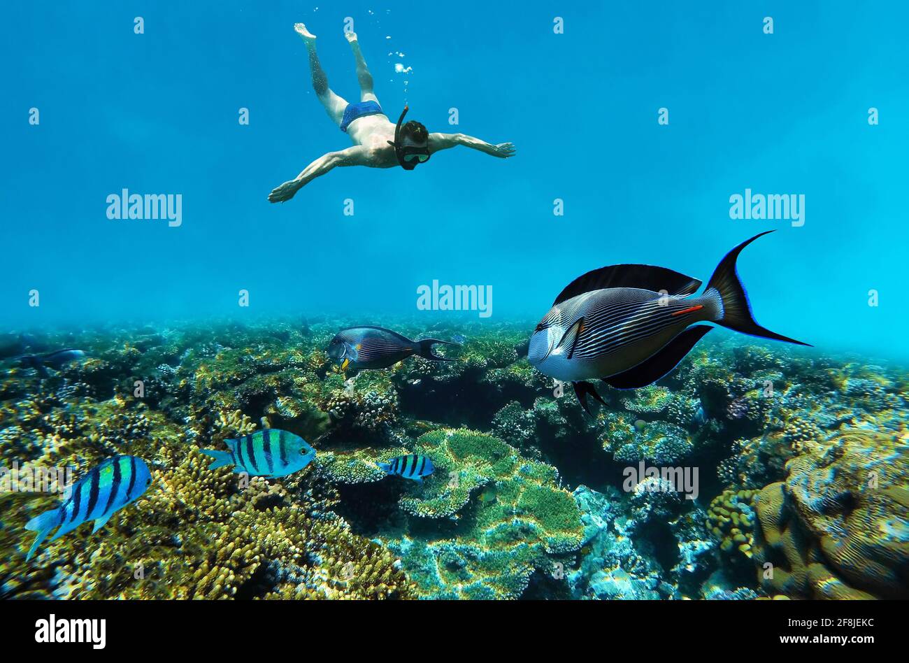 Snorkeling sott'acqua nella barriera corallina Foto Stock