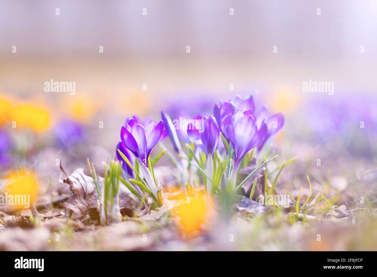 bel crocus al parco. fiori primaverili. molti fiori di crocus blu e giallo in primavera Foto Stock