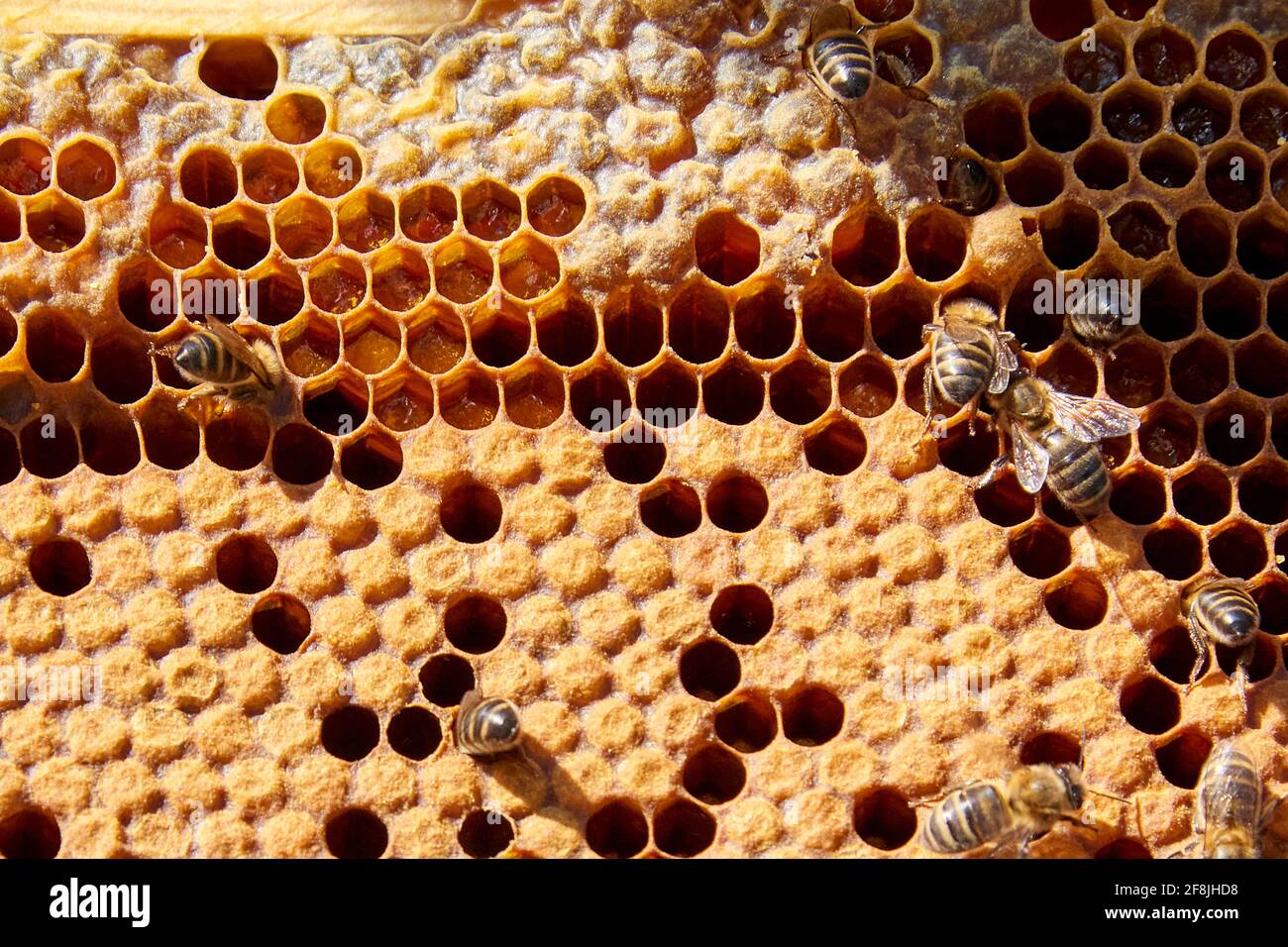 Api che lavorano nel vostro nido d'ape per ottenere miele dolce Foto Stock