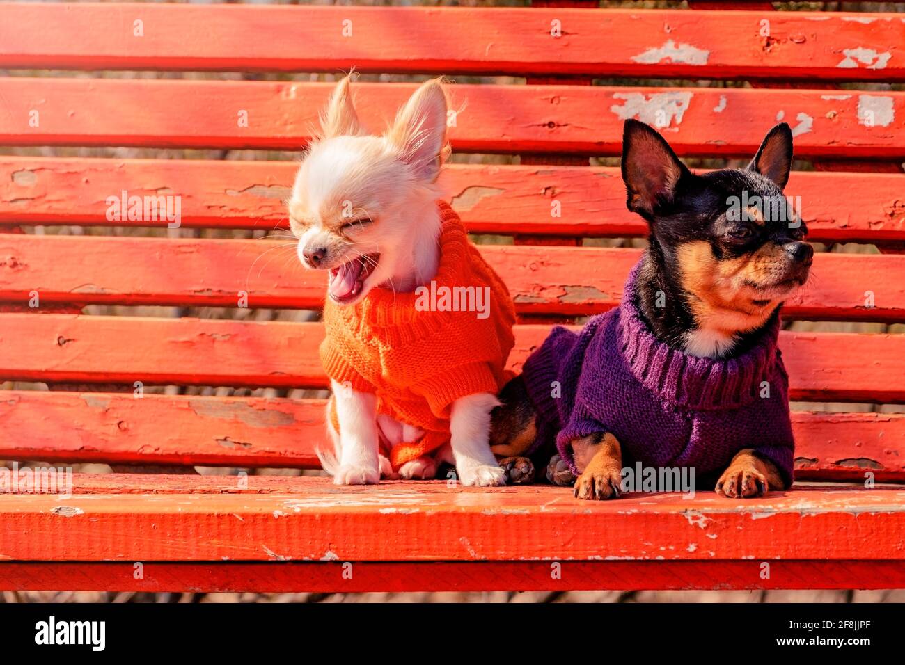 Due cani Chihuahua su una panchina di legno arancione. Cane Chihuahua in abiti e cucciolo chihuahua in abiti Foto Stock