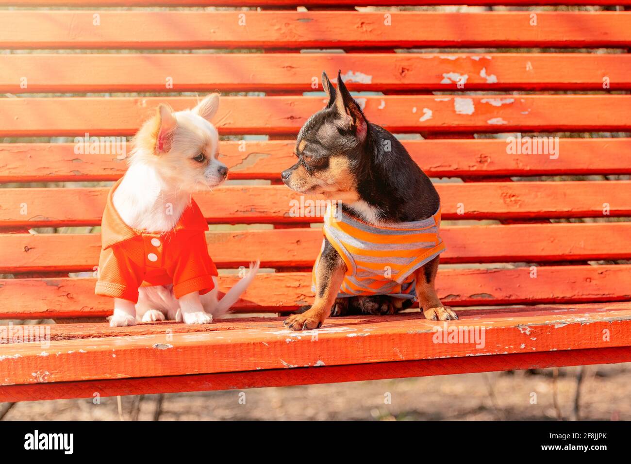 Due cani Chihuahua su una panchina di legno arancione. Cane Chihuahua in abiti e cucciolo chihuahua in abiti Foto Stock