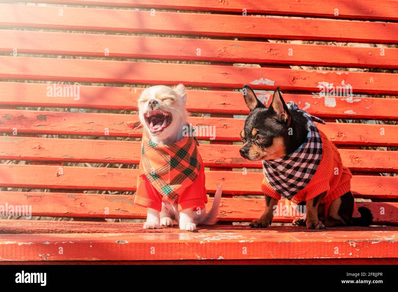 Due cani Chihuahua su una panchina di legno arancione. Cane Chihuahua in abiti e cucciolo chihuahua in abiti Foto Stock