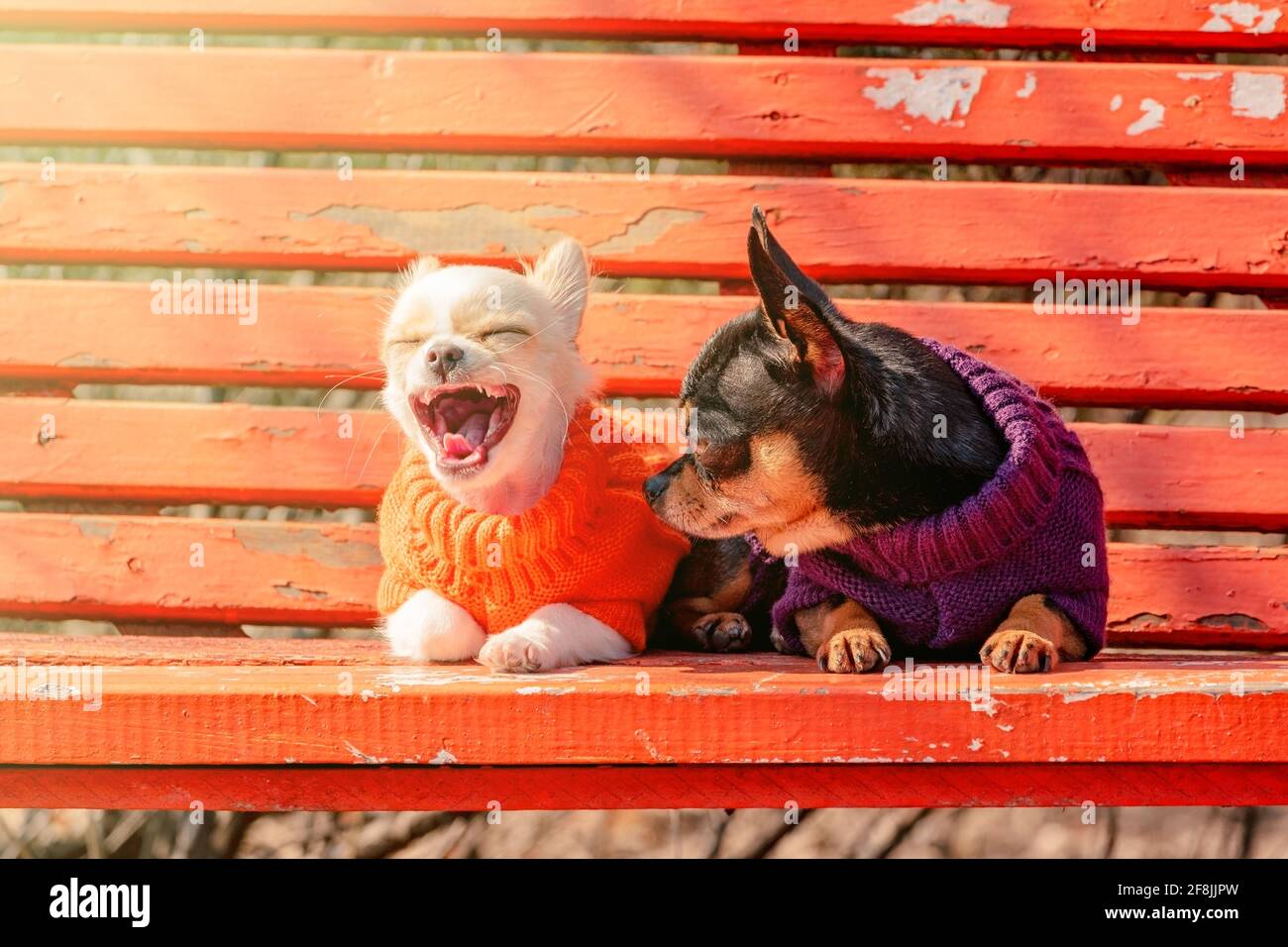 Due cani Chihuahua su una panchina di legno arancione. Cane Chihuahua in abiti e cucciolo chihuahua in abiti Foto Stock