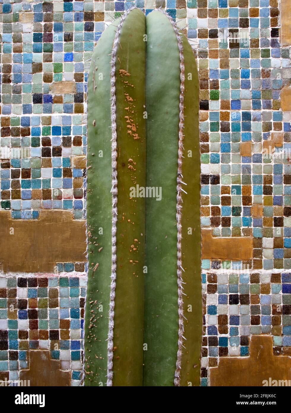 Particolare di parete a mosaico e cactus. Córdoba 223, Città del Messico, Messico. Architetto: BAAQ , 2019. Foto Stock