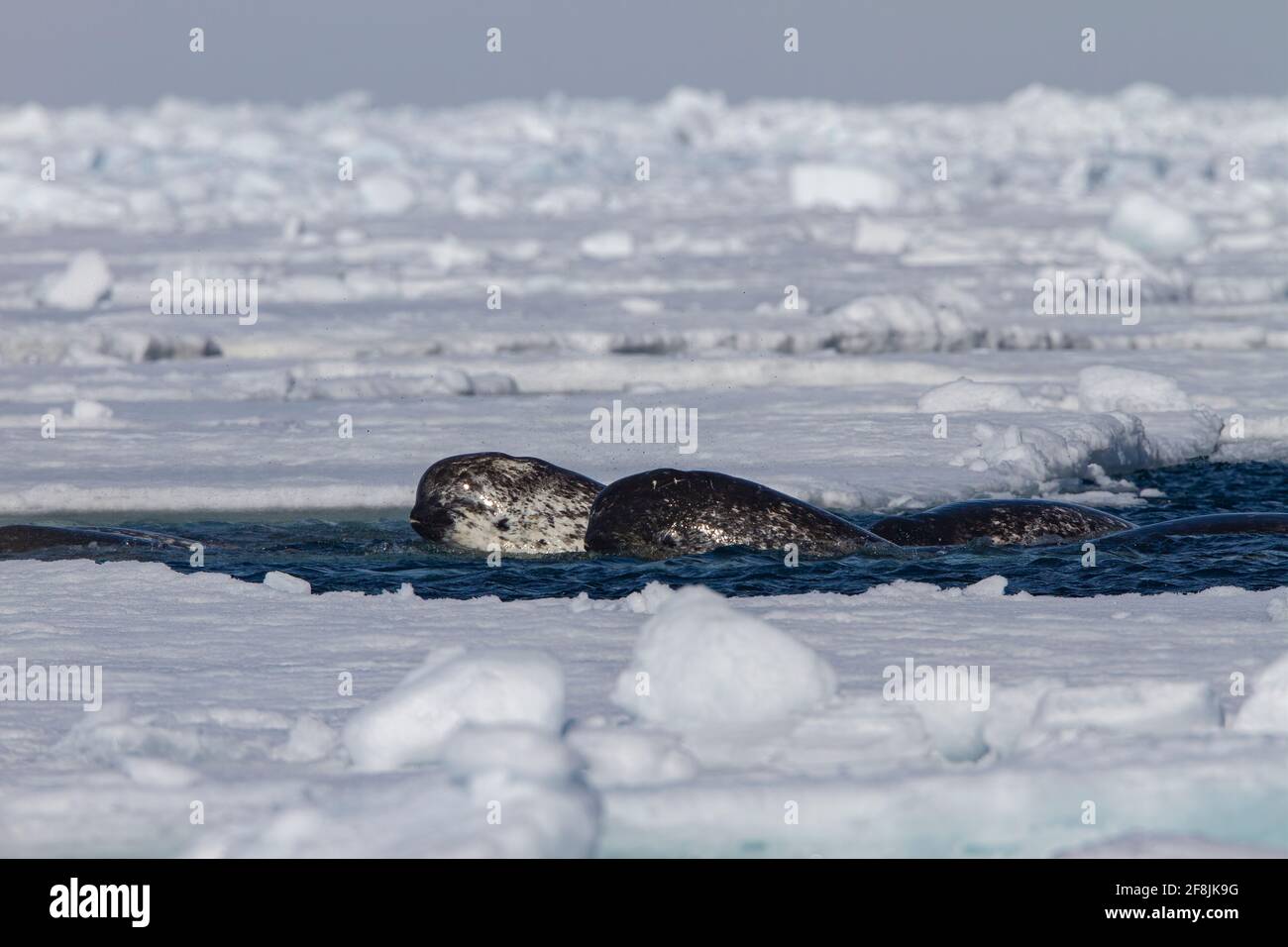 Narwhal Whale, (Monodon monoceros) artico, Arctic Bay, Baffin Island, Canada, Bordo del filo, ghiaccio, Nunavut, Todd Mintz Foto Stock