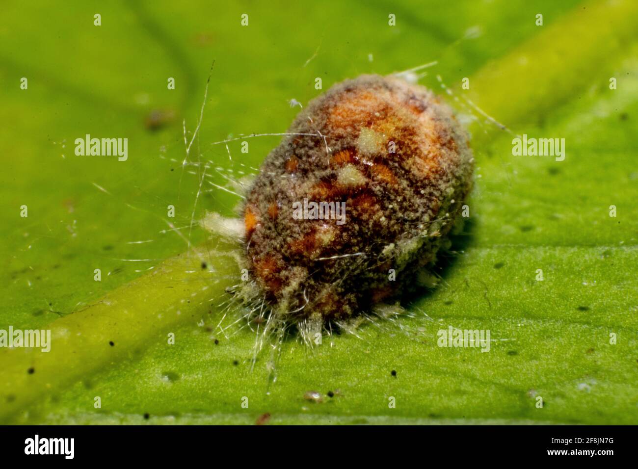 Fotografia macro della scala del cuscino (Adult Female) Foto Stock