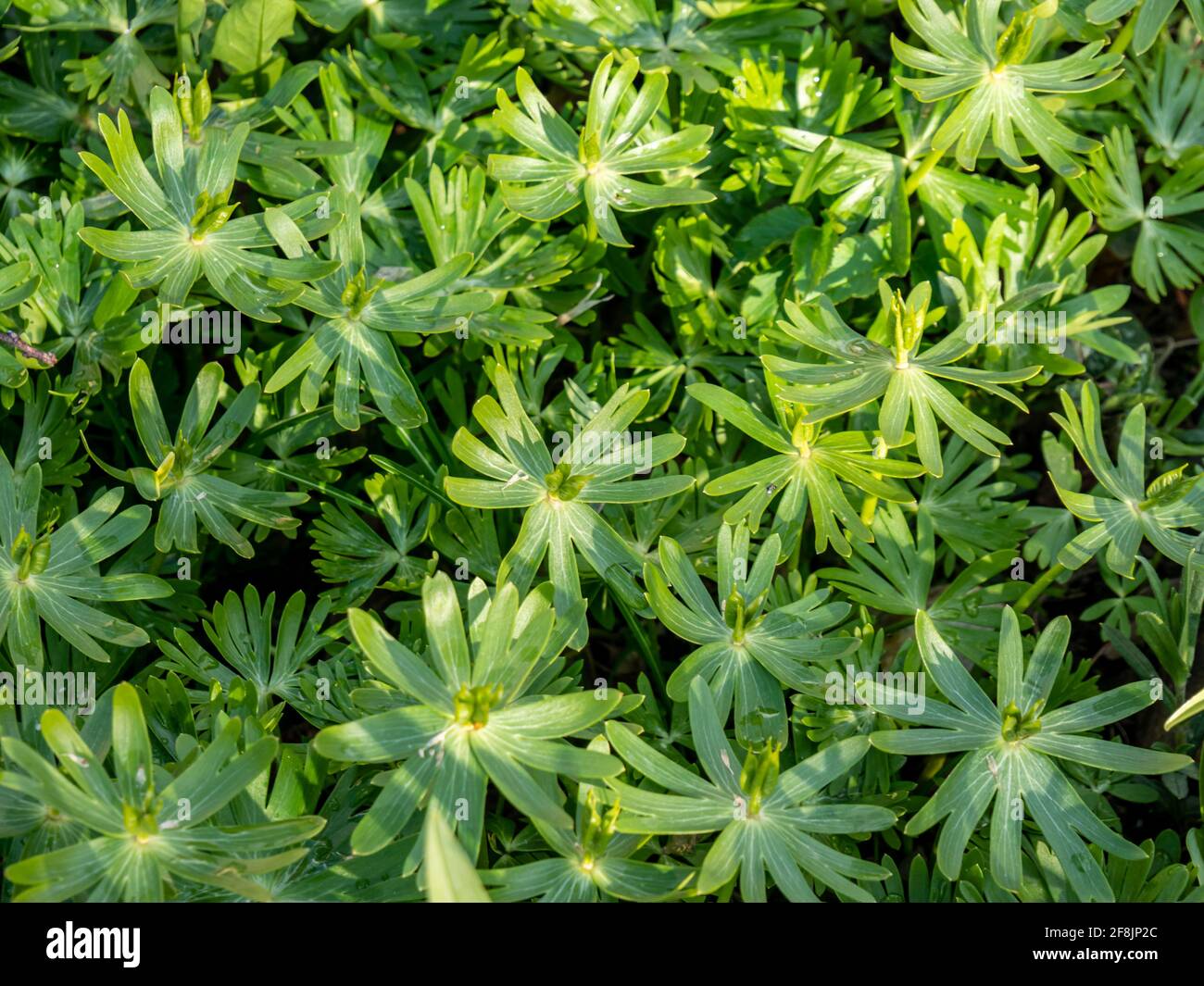 Woodruff (Galium odoratum) in giardino Foto Stock