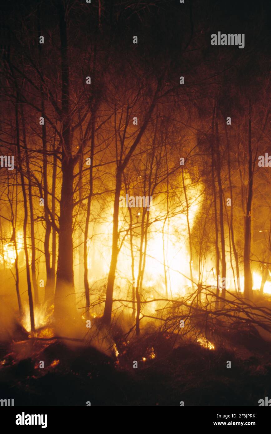 Australia. Fuoco di foresta. Foto Stock