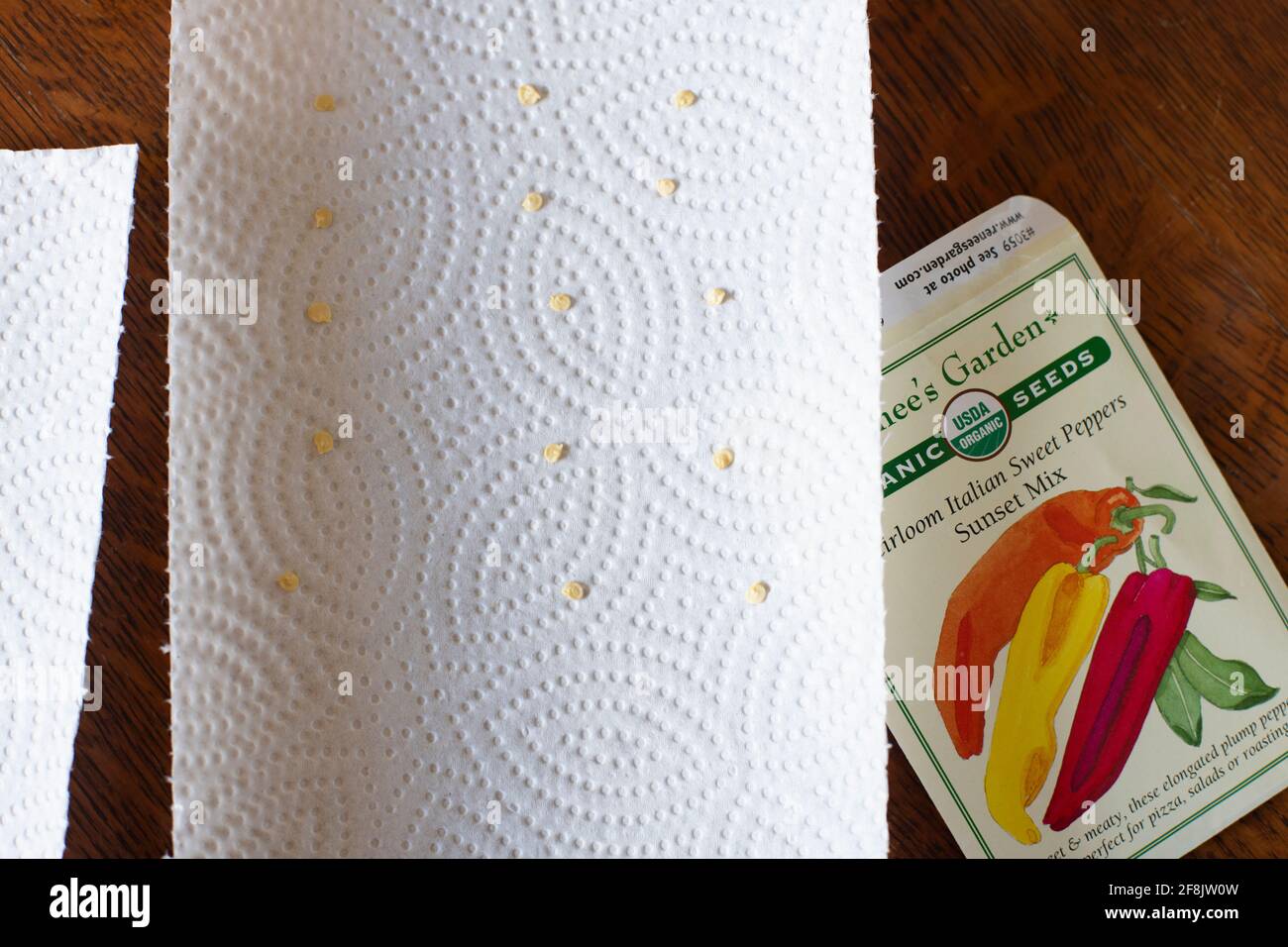 Iniziare i semi di pepe dolce su un tovagliolo di carta da germinare in un istante Pot, aprile 2021 Foto Stock