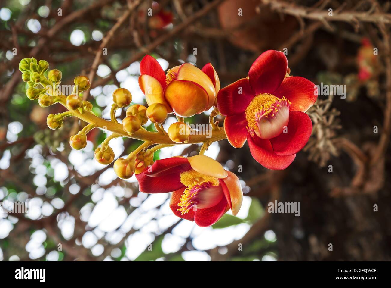 Fiori albero di palla di cannone o couroupita guianensis, pianta tropicale esotica Foto Stock