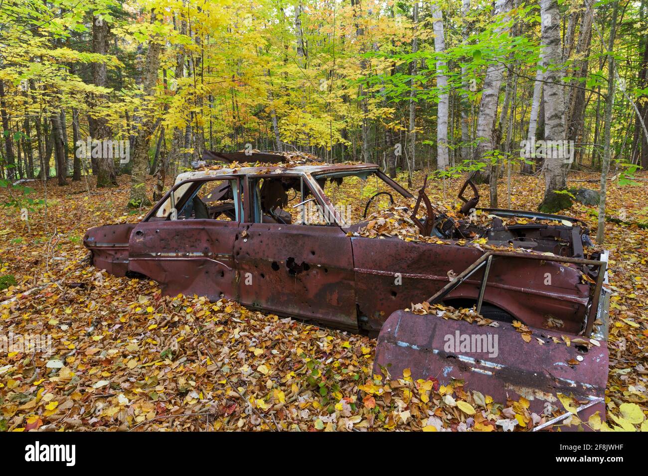 Vecchia Chevrolet quattro porte auto circondata da foglie goccia a. Il sito abbandonato della vecchia conservazione civile di North Woodstock Corps Camp a North Woodsto Foto Stock