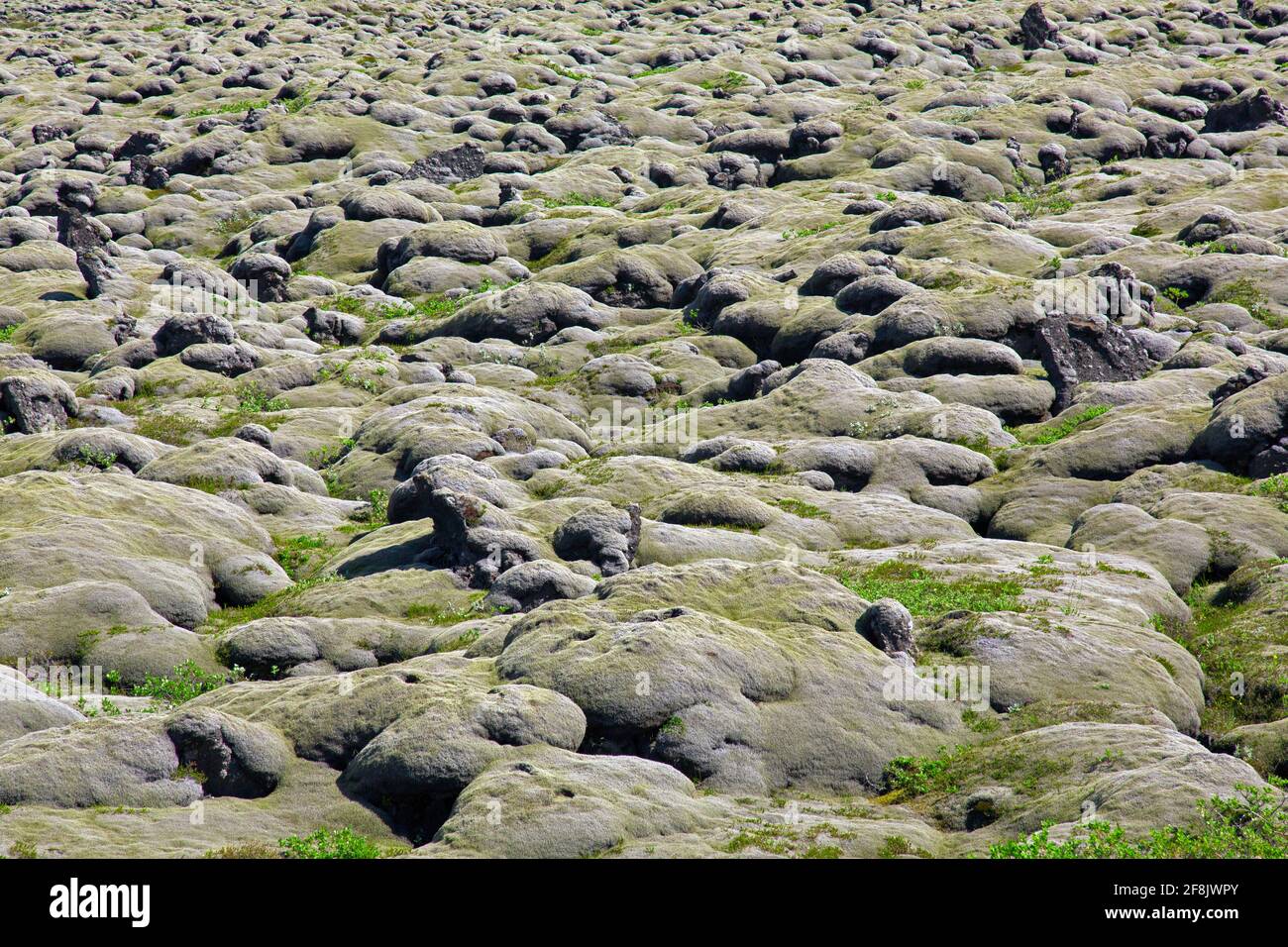 Campo di lava Eldhraun coperto di muschio di fringemoss di lana (Racomitrium lanuginosum), Sudurland, Islanda del Sud Foto Stock