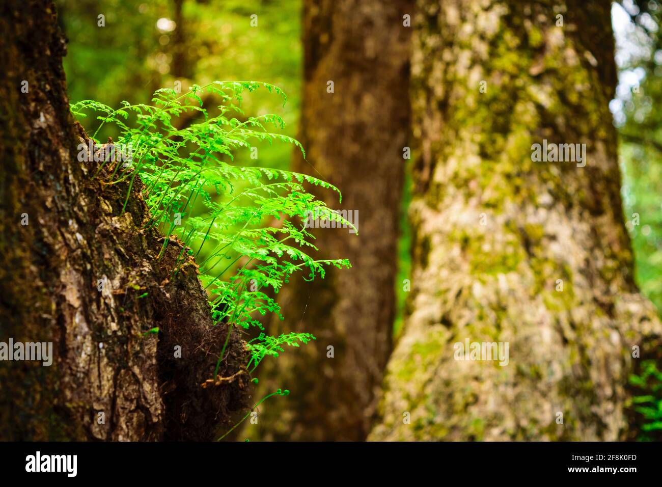 Una felce è un membro di un gruppo di piante vascolari che si riproducono attraverso spore. Albero felci un primitivo epifita felci nell'ordine Cyatheales cresce su un Foto Stock
